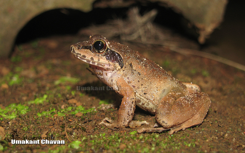 Small Handed Frog